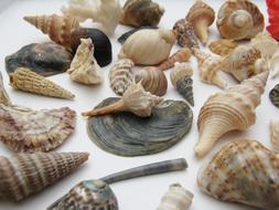 mussels gastropods