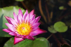 wonderful Lotus Thailand