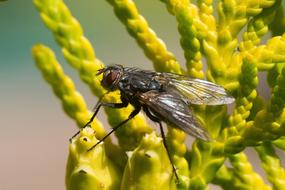 Fly Insect and yellow flowers