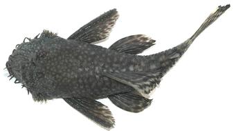 clipart of Catfish Biology