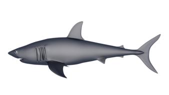 shark 3d model biology fish