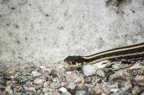 nice Snake Garter