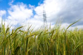 Green plants and high-voltage lines under blue sky with white clouds