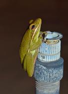Frog Tree green