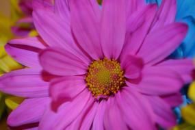 Daisy Flower pink