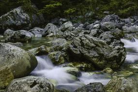 Water white Forest