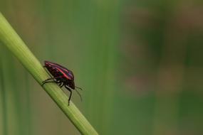 ravishing red Insect Nature