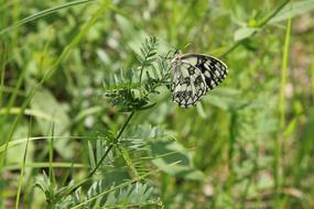 green Butterfly Insect