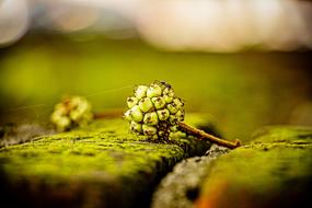 Green tree bud on the moss