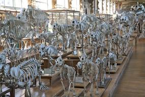 Skeleton Museum Animals