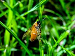 Macro Insects orange