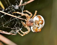 Colorful bolas spider on the web