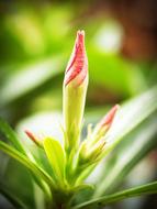 green pink Flower Closeup
