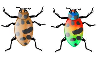 colorful beetle insect bug