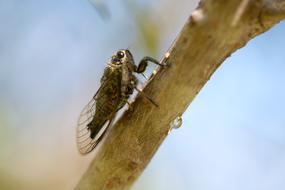 Wildlife Nature