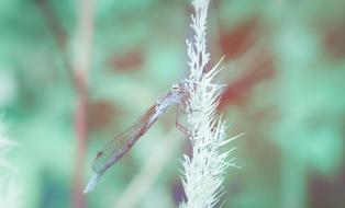 Red-Bellied Dragonflies