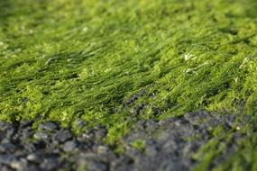 Moss Nature Open