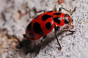 Ladybug Macro red black