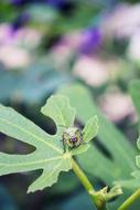 ravishing Bug Fig