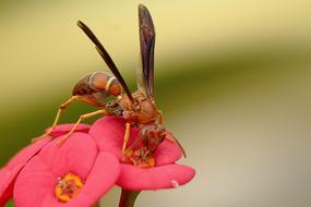 Pollination Insect