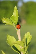 Leaf and red bug