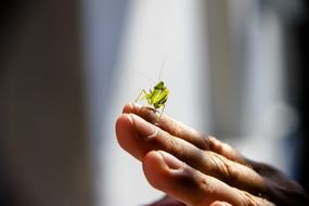 green Praying Mantis Insect hand
