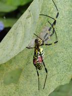 ravishing Invertebrate