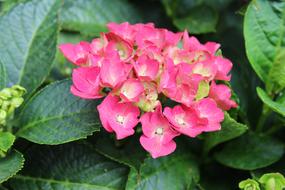 Pink green Flowers
