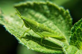 Nymphs Grasshopper green