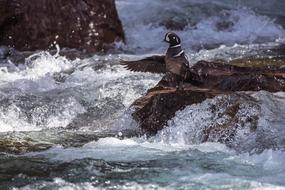 wild duck standing in water