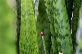 red Small Insect