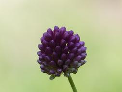 purple allium Leek Flower