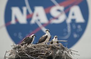 Nest Birds and nasa
