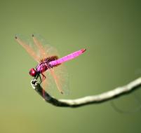 pink Dragonfly Insect