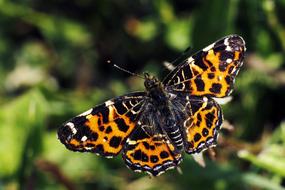 Butterfly Nature orange