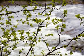 Plant River Foliage snow