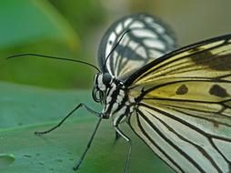 macro picture of a tropical butterfly