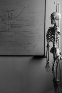 Skeleton Biology