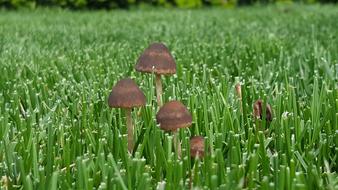 Fungus Brown green grass