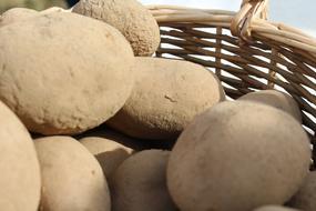 biological potatoes in a basket