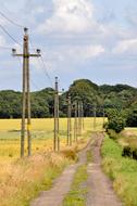 power lines run along a golden wheat field