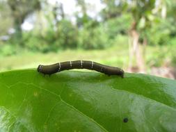 green Caterpillar Larva