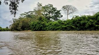River and Tree