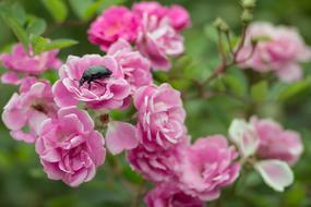 Flowers Bugs Nature pink
