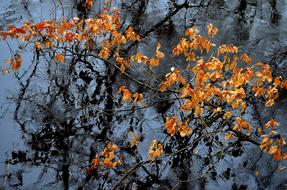 branch in water in autumn