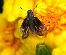 skipper butterfly is sitting on a yellow flower