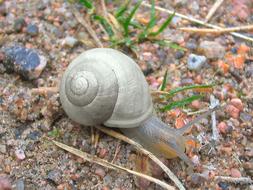 Snail Mollusc grey