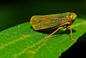 Macro photo of the colorful leafhopper on the green leaf