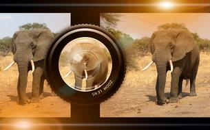 lens camera elephant