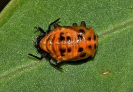 lady beetle pupa